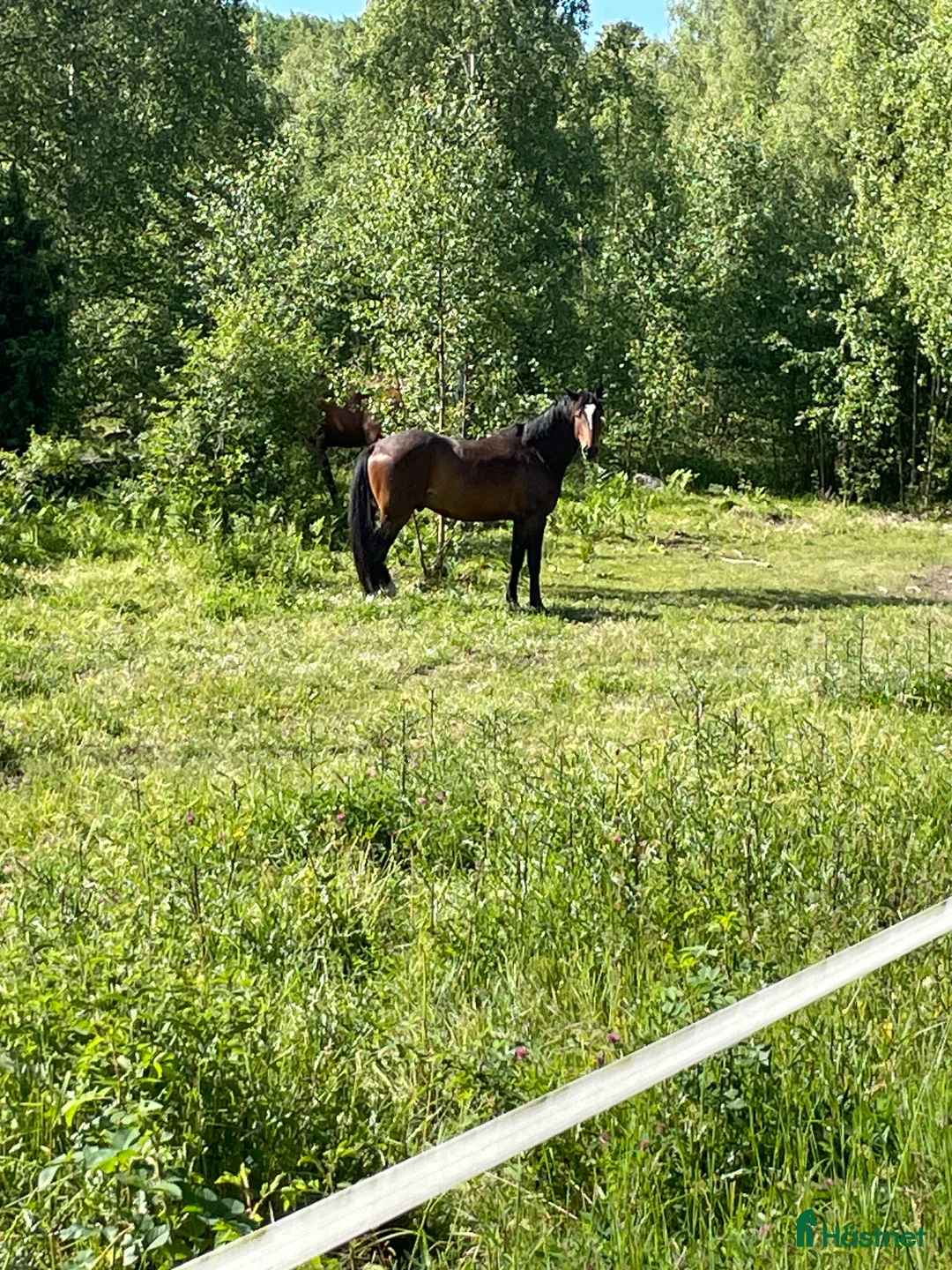  hästservice finnes: Sommarbete två hästar - Annons 1