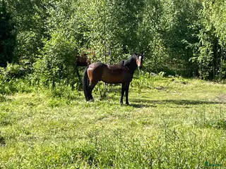 hästservice Sommarbete två hästar - Annons 5