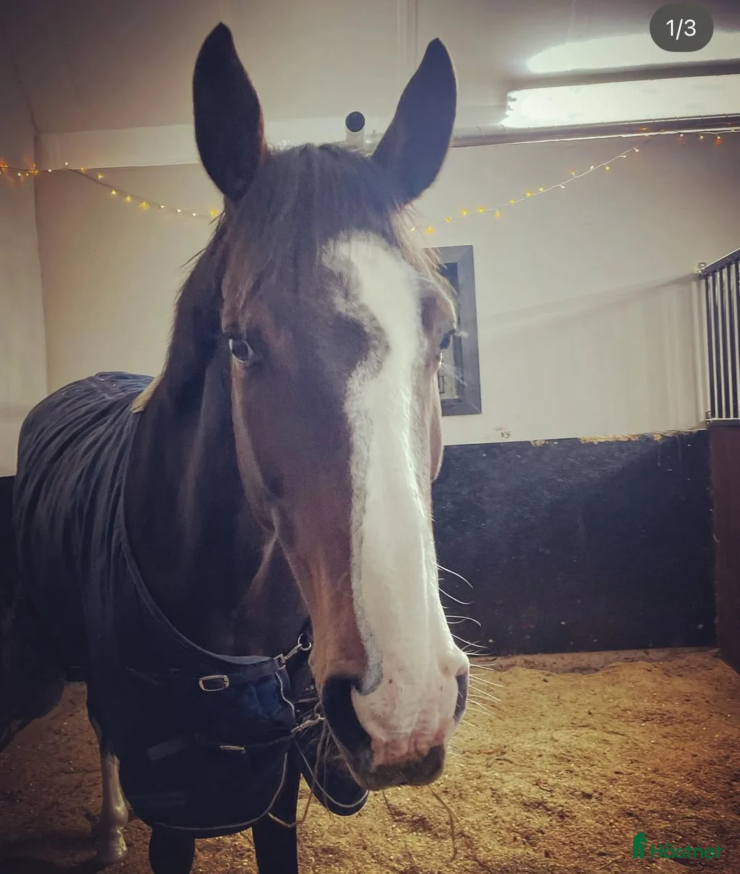  medryttarhäst finnes: Erfaren medryttare till häftig Swb hopp/dressyr i Västerhaninge - Annons 4