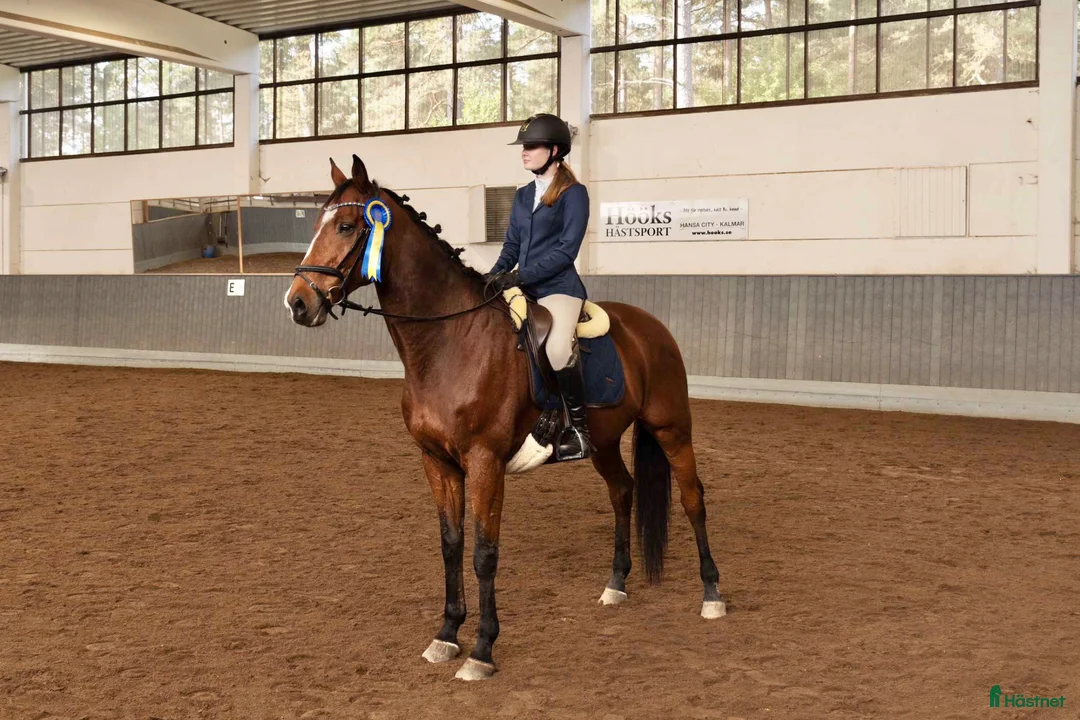 Allround hästar till salu: Okomplicerad valack - Annons 2