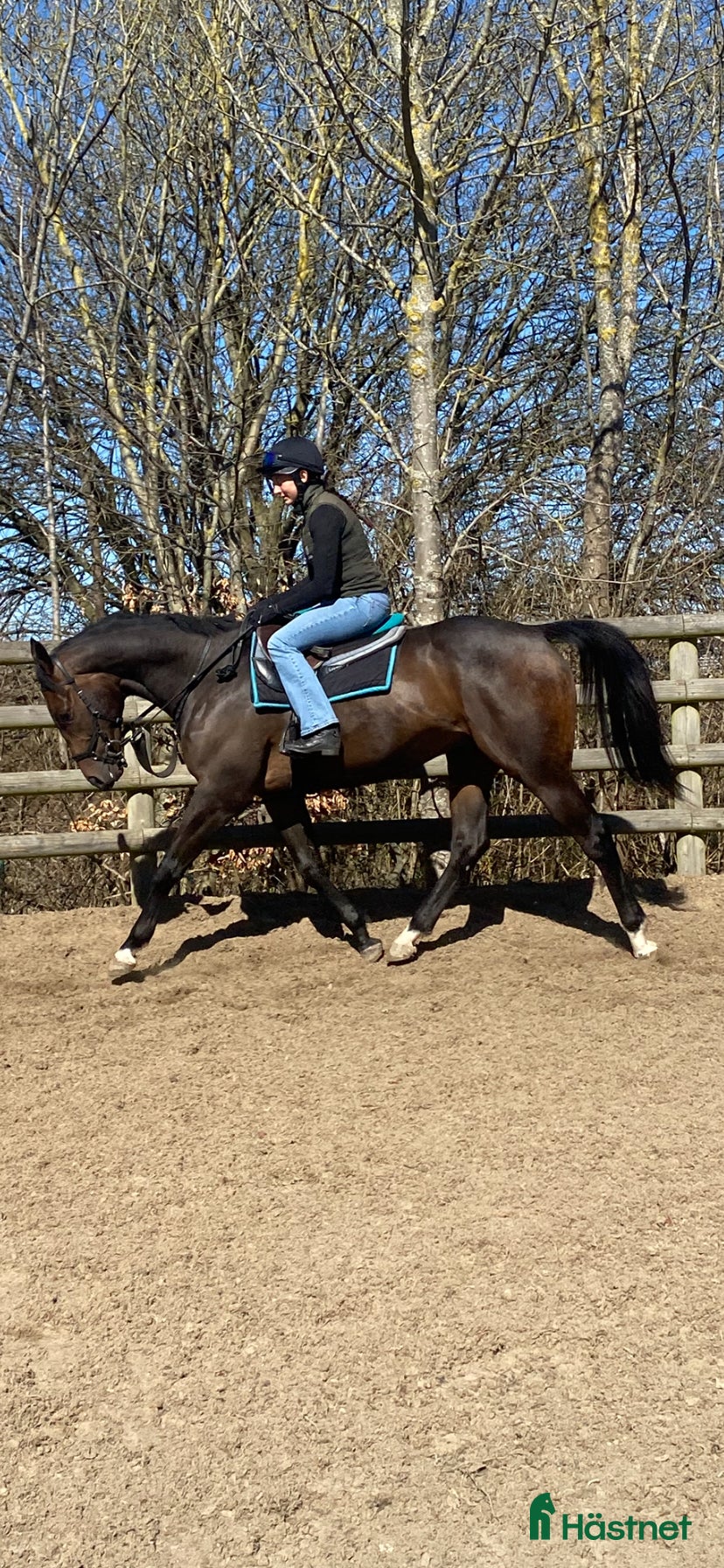  hästar Stor fin valack 3 år - Annons 6