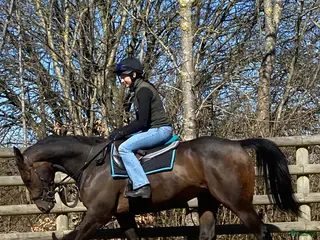 hästar Stor fin valack 3 år - Annons 6