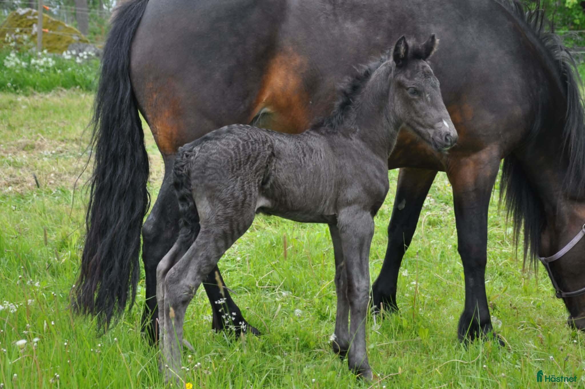  hästar Hingst e Bork Odin - Annons 2