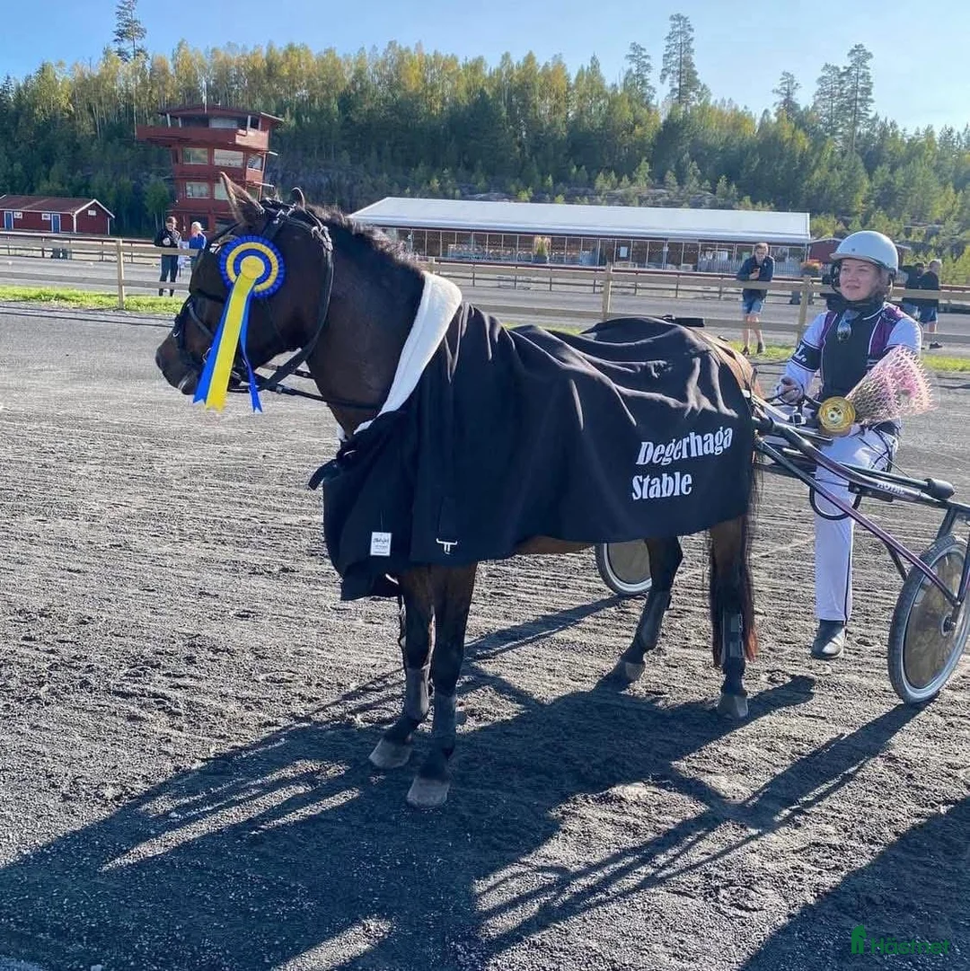 Trav hästar till salu: Superfin ponnytravare.(57% i segerprocent ) - Annons 1