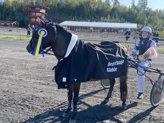 hästar Superfin ponnytravare.(57% i segerprocent ) - Annons 1