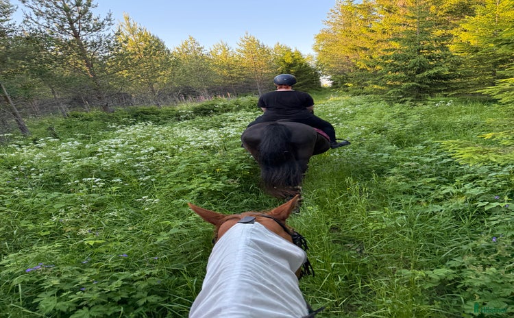  medryttarhäst finnes: Medryttare  i Brunflo - Annons 2