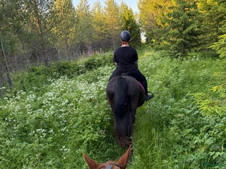 medryttarhäst finnes: Medryttare i Brunflo - Annons 13