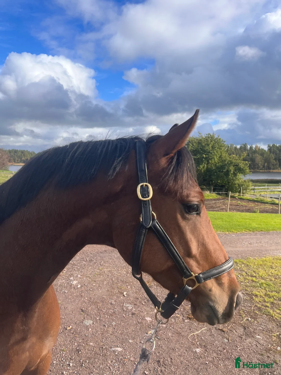 Hoppning hästar till salu: 4-åring för hoppning/fälttävlan i Skänninge - Annons 2