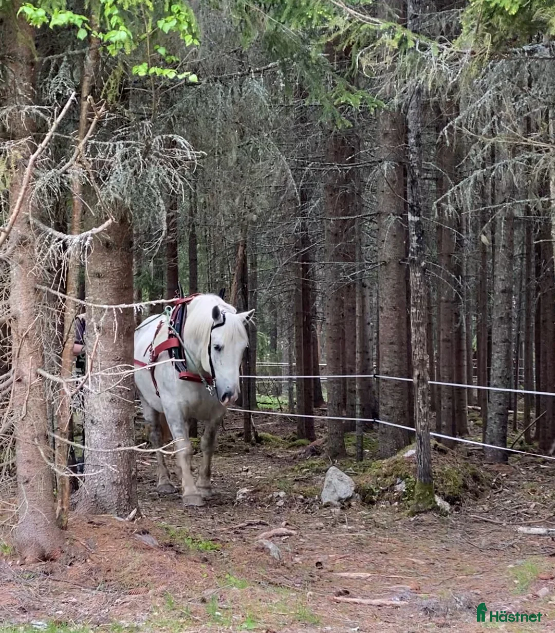 Övrigt hästar till salu: Doni söker sin människa. i Bredbyn - Annons 3