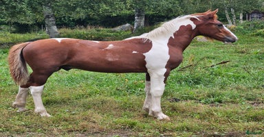  hästar i Närkesberg - Annons 3