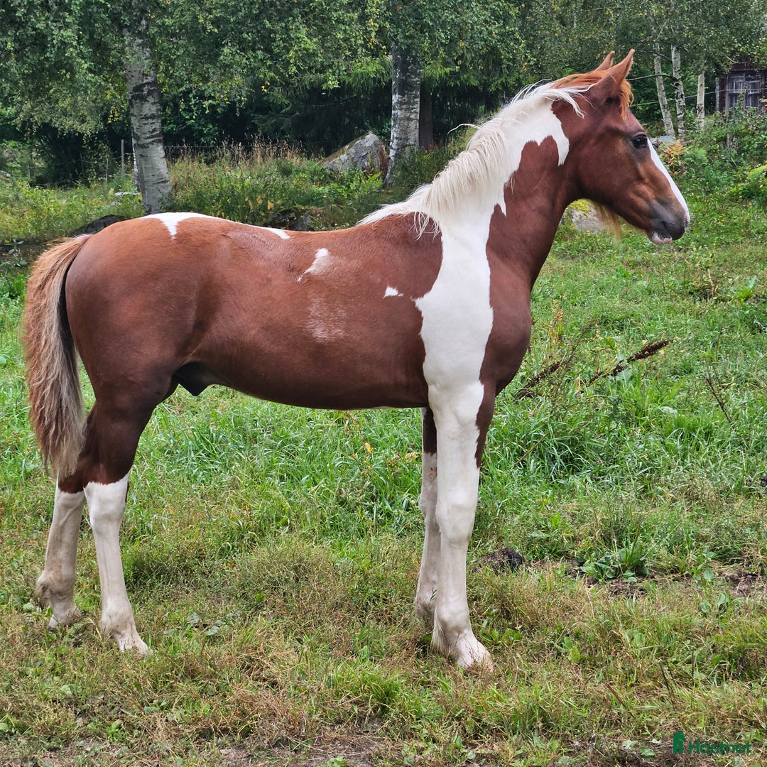 Allround hästar till salu: Finaste Julle, irishcob/vbl i Närkesberg - Annons 1