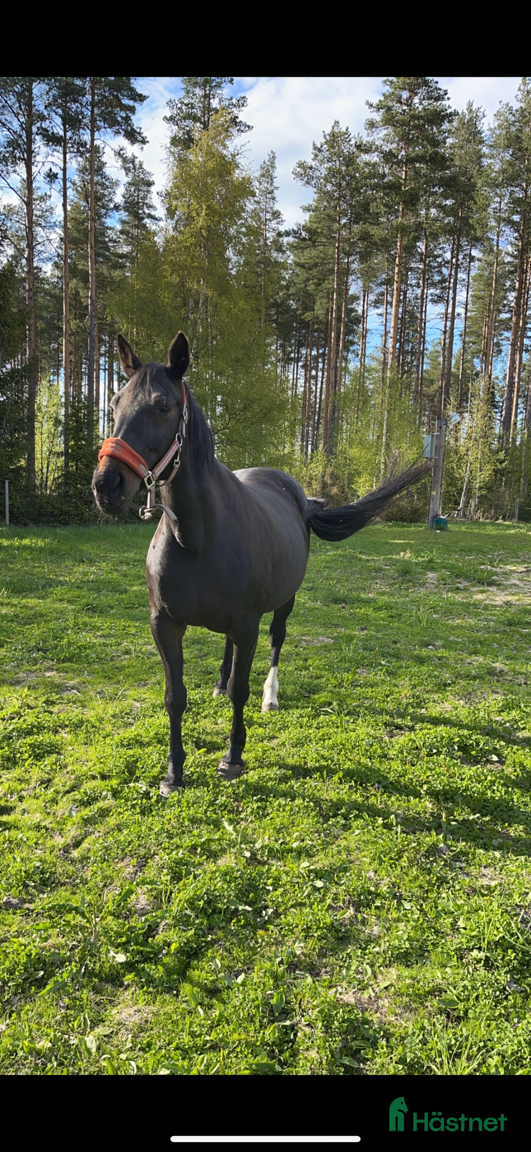 Sällskap hästar till salu: Sällskaps hästar säljes (mor och dotter) i Näsåker - Annons 11