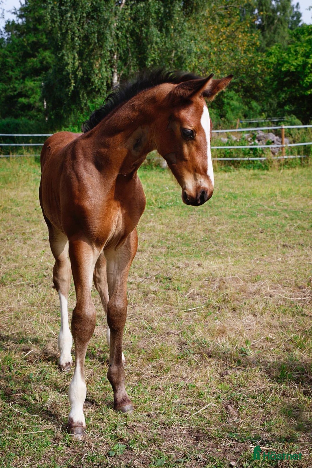 Hoppning hästar till salu: Hingstföl e: Diablue PS - Cornet Obolensky  i Rockneby - Annons 6