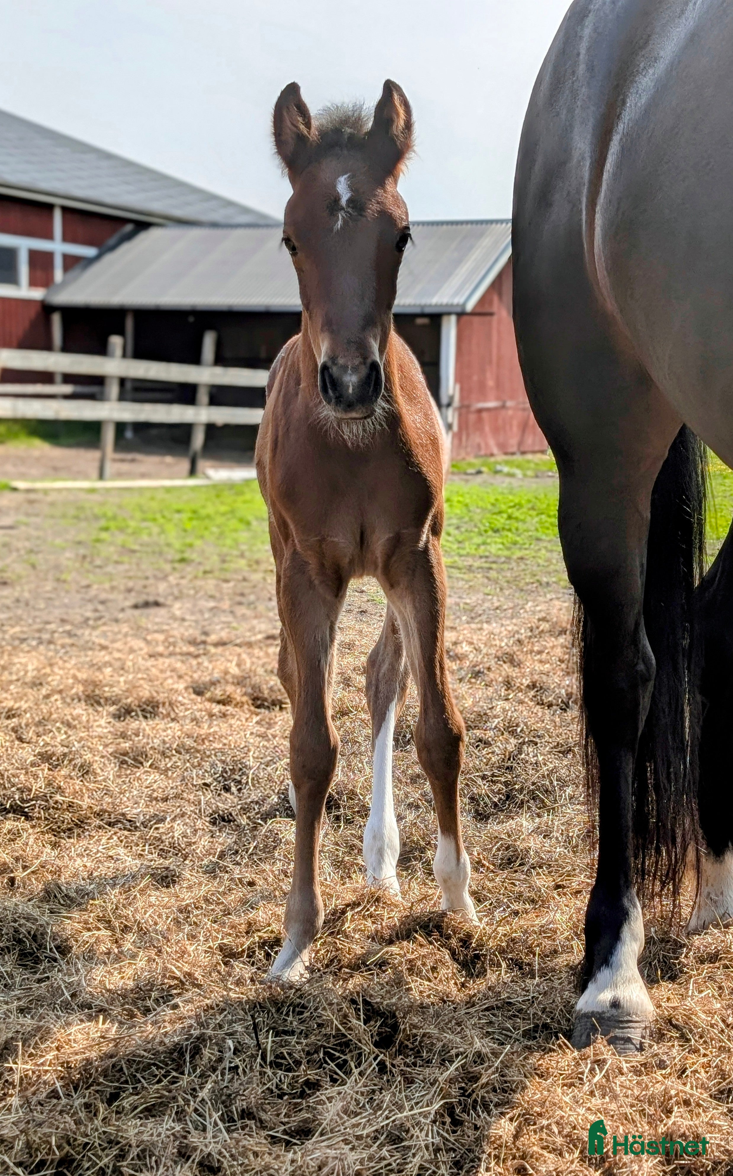  hästar Svenskt Ridponny-föl till salu - Annons 4