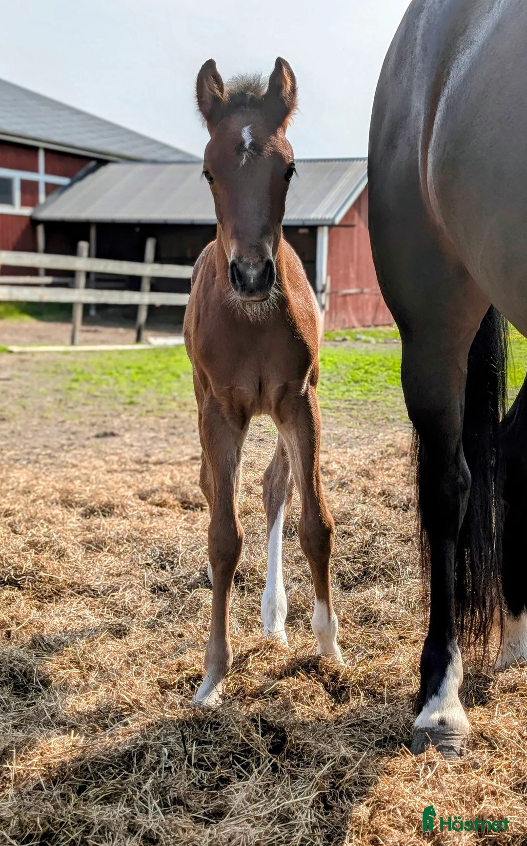 Hoppning hästar till salu: Svenskt Ridponny-föl till salu - Annons 1