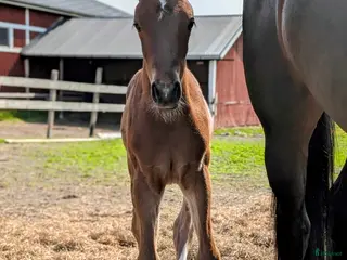 hästar Svenskt Ridponny-föl till salu - Annons 6