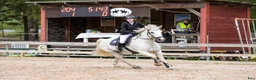 Hoppning hästar sökes: *SÖKES* - Annons 1