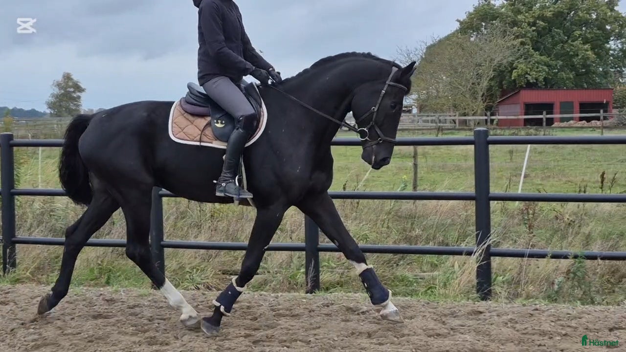  hästar 💥Utvecklingsbar dressyr🚨allround valack ev byte - Annons 6