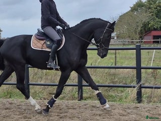 hästar 💥Utvecklingsbar dressyr🚨allround valack ev byte - Annons 5