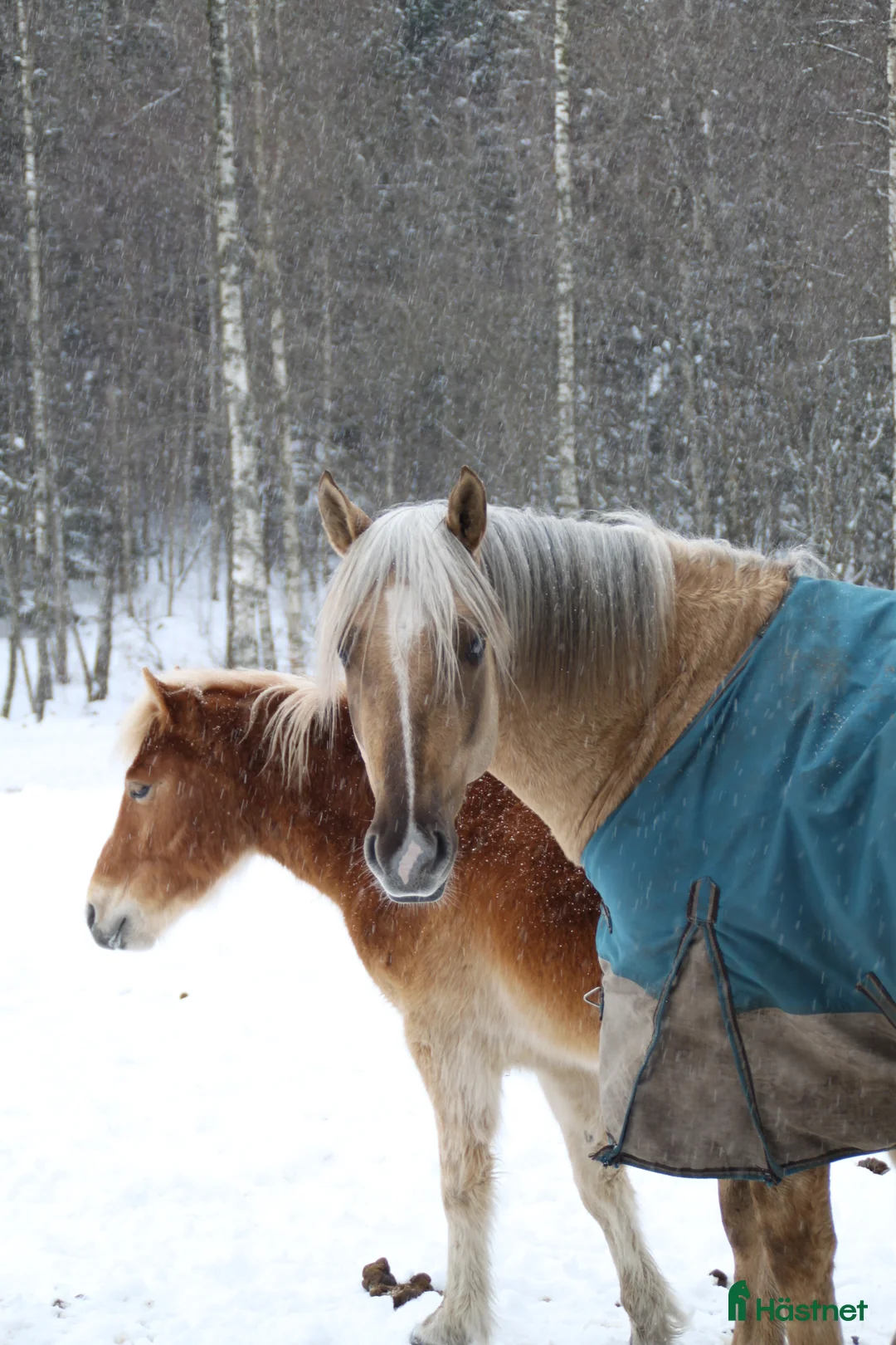 Allround hästar till salu: Mysig allround valack  i Ödsmål - Annons 4