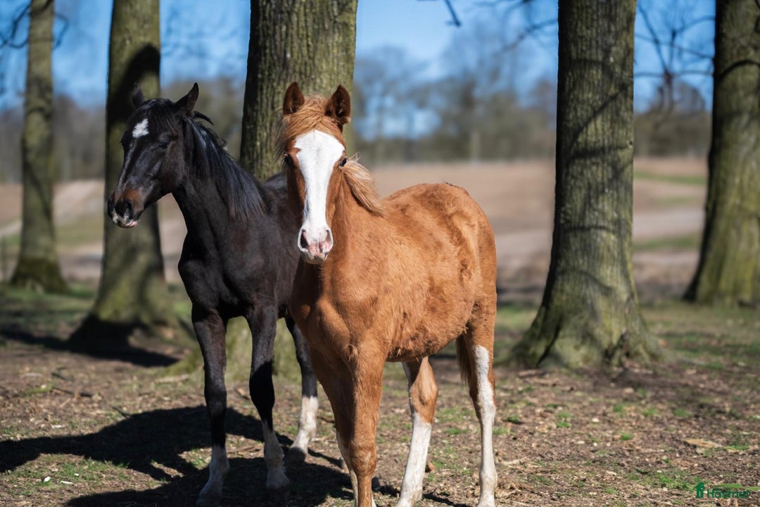Hoppning hästar till salu: 2 superfina lovande 1-åringar  i Höör - Annons 3