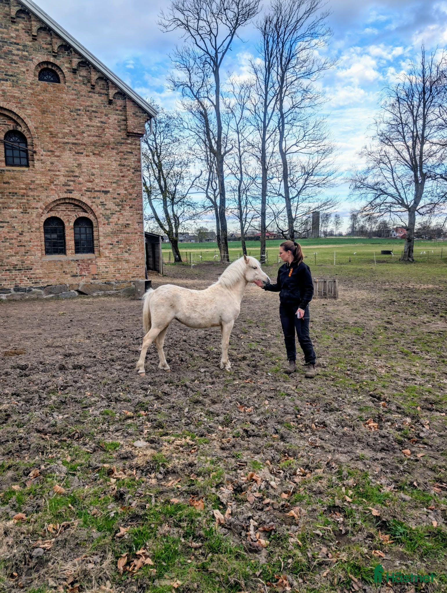  hästar Isabellfärgat 1-årigt sto - Annons 11