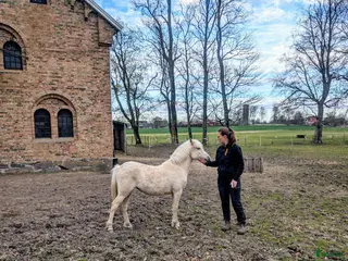 hästar Isabellfärgat 1-årigt sto - Annons 17