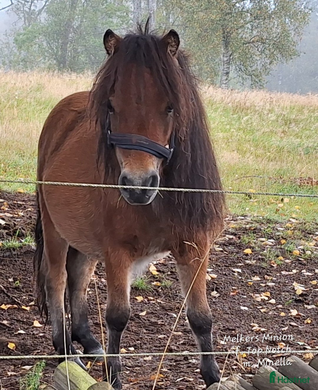 Övrigt hästar till salu: Minishetland mkt fin i Lidhult - Annons 1
