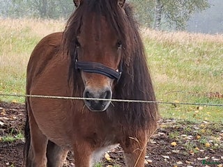 hästar Minishetland mkt fin i Lidhult - Annons 24