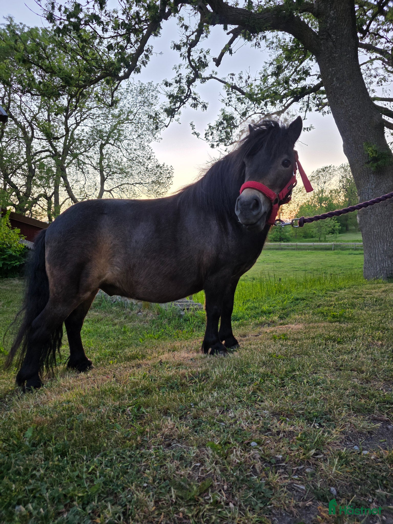 Allround hästar till salu: Gizmo söker ny familj i Tomelilla - Annons 2