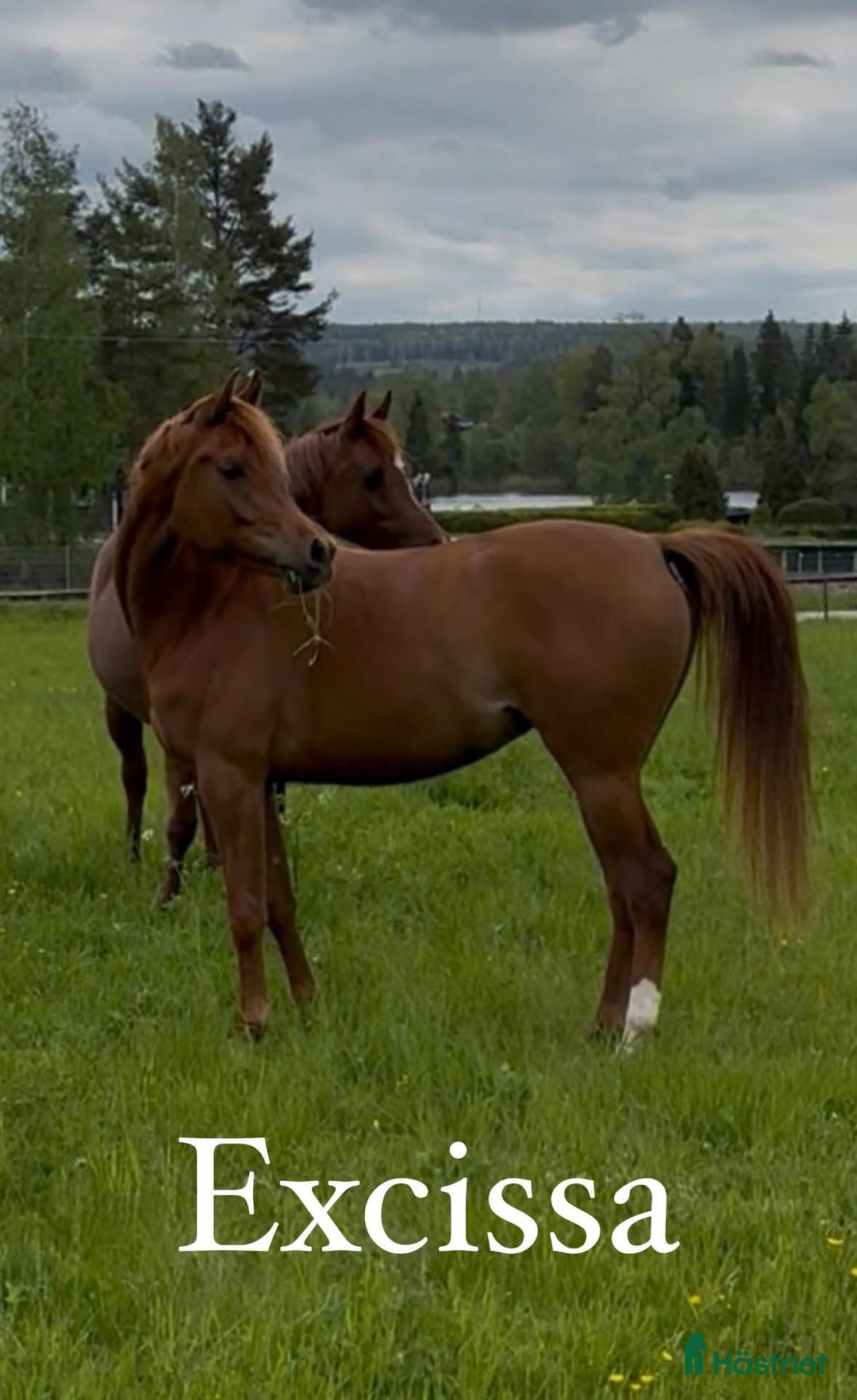 Allround hästar till salu: Sportigt Arab sto 4 år i Söderbärke - Annons 2
