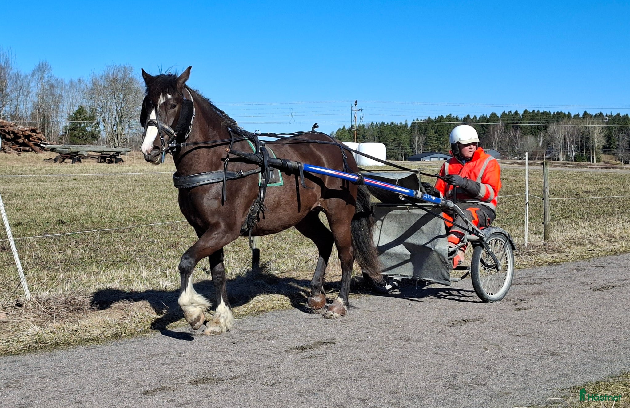  hästar Super snyggt smart kallblod sto e. Ängsborken  - Annons 19