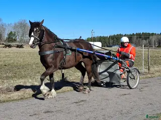 hästar Super snyggt smart kallblod sto e. Ängsborken - Annons 19