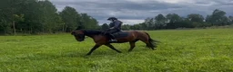 Allround hästar till salu: 7-årig New Forest D-ponny i Björkvik - Annons 6