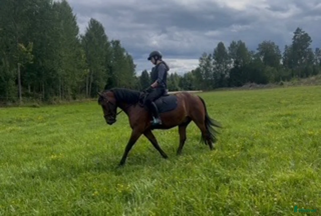 Allround hästar till salu: 7-årig New Forest D-ponny i Björkvik - Annons 6