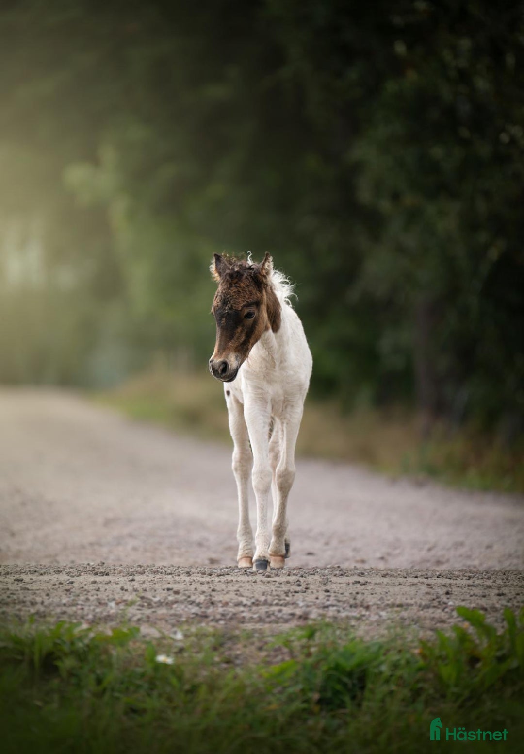 Allround hästar till salu: American mini curly  i Ekshärad - Annons 1