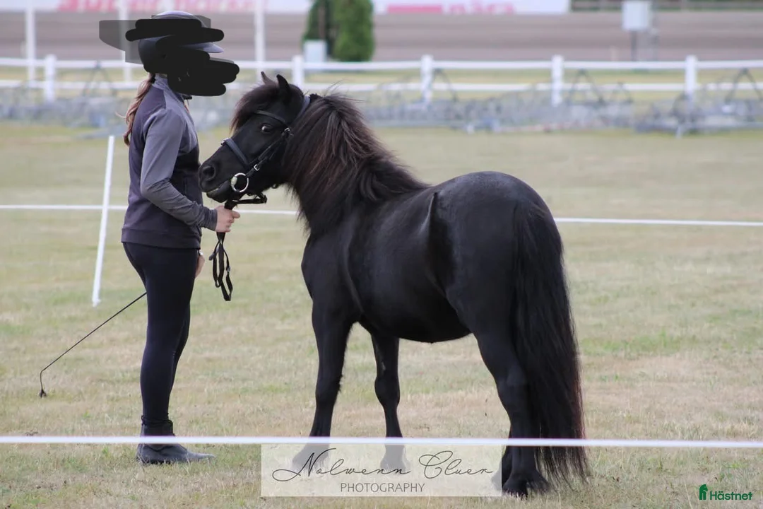 Trav hästar till salu: Travshettis - Annons 2