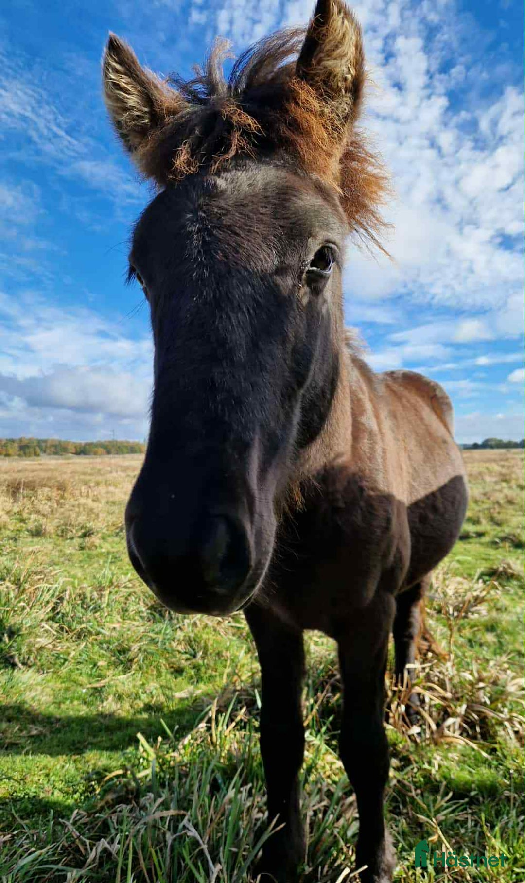 Island hästar till salu: Teitur från Rönnehill, född 2024, hingst!  i Blentarp - Annons 3