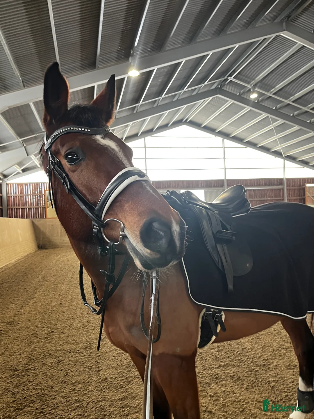 Dressyr hästar till salu: Sto med fin dressyr stam  i Forshaga - Annons 1