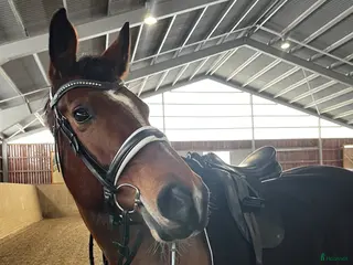 hästar Sto med fin dressyr stam i Forshaga - Annons 3