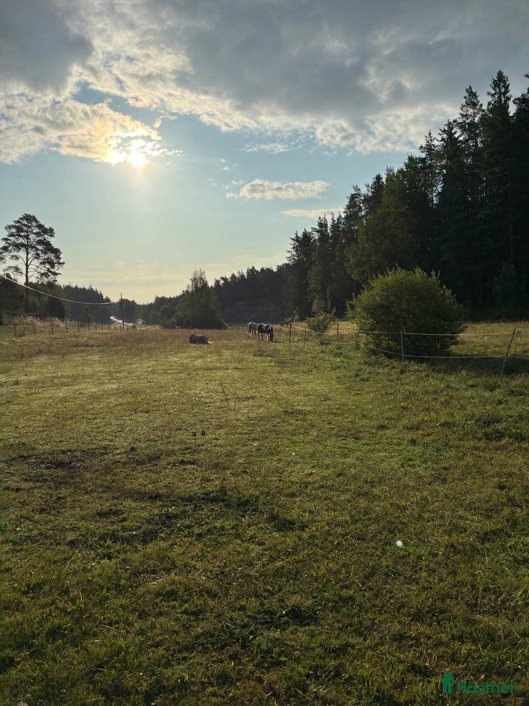  stallplats finnes: Boxplats med lång utevistelse i Åkersberga - Annons 2