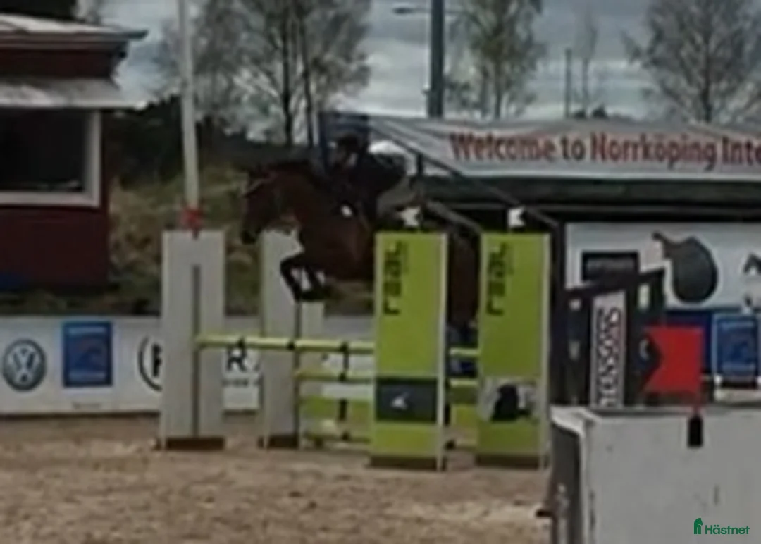 Hoppning hästar till salu: Hoppsto SWB - Annons 2