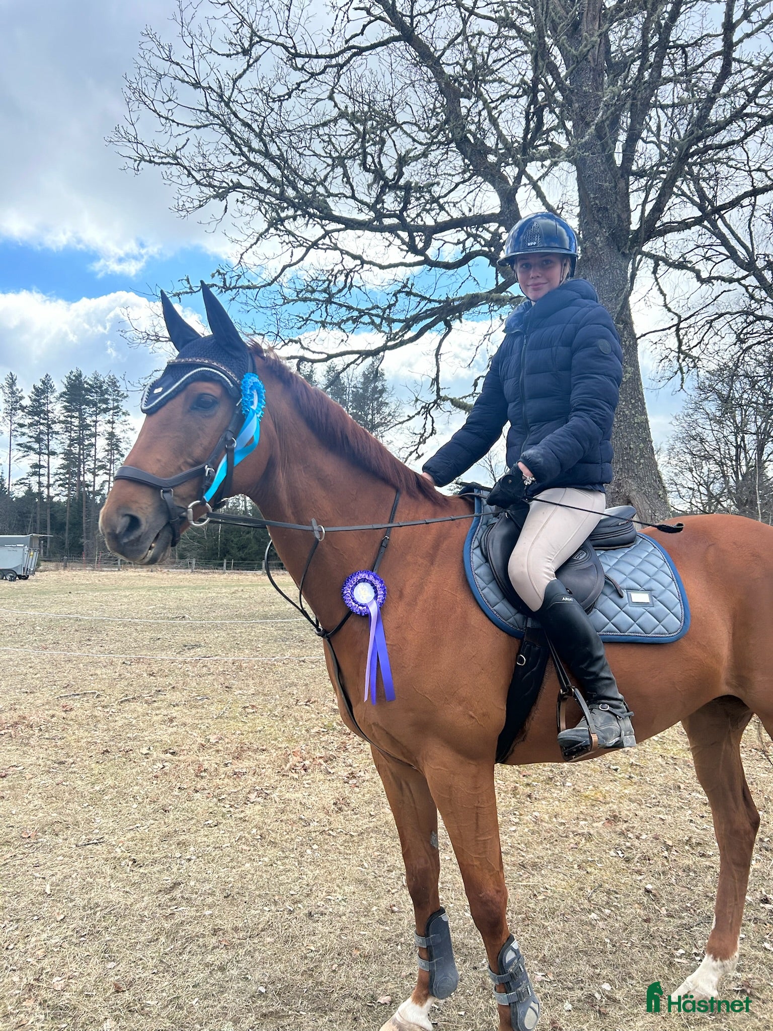  hästar Fantastisk allroundhäst av lättare typ i Växjö - Annons 16