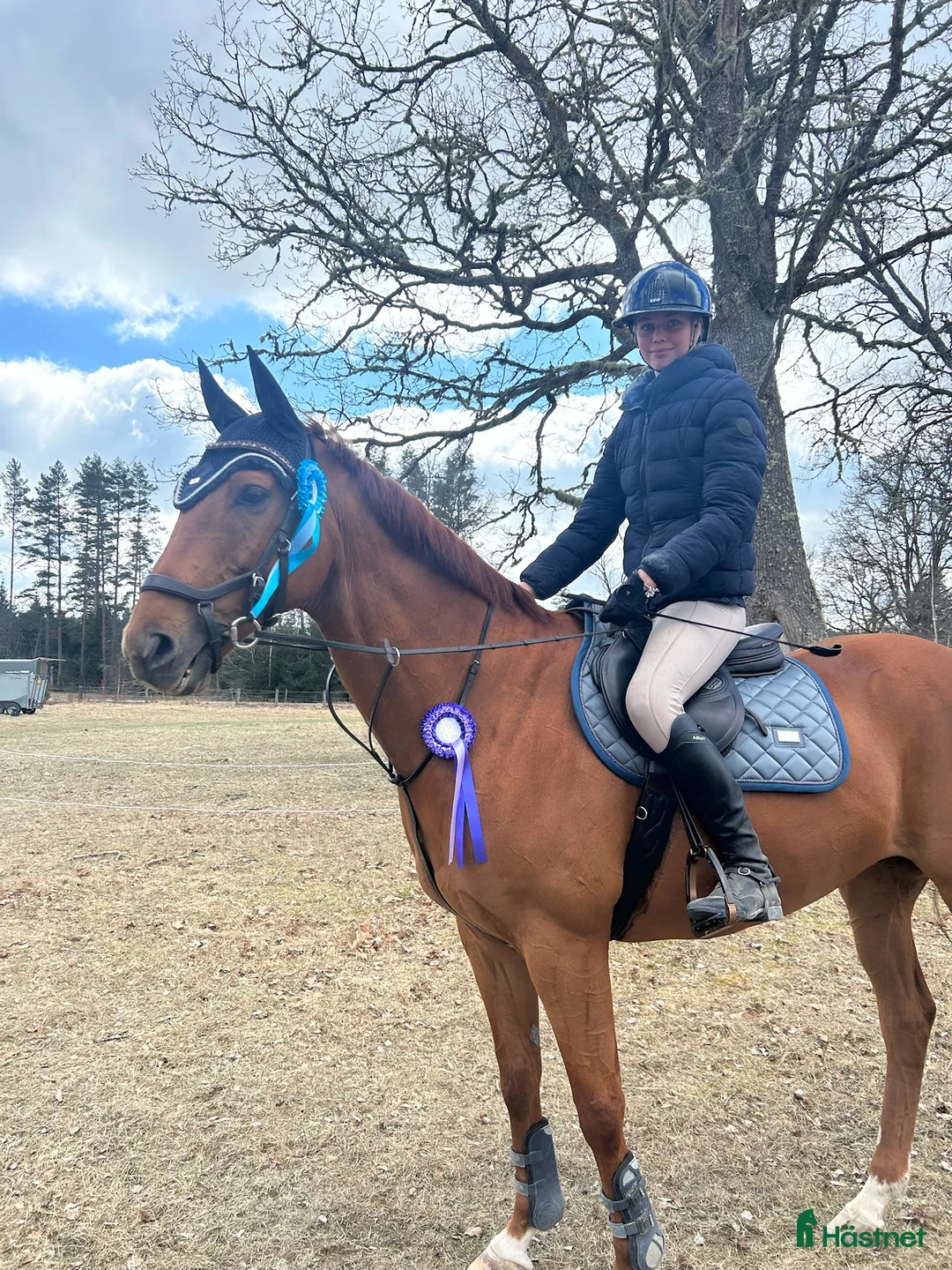 Allround hästar till salu: Fantastisk allroundhäst av lättare typ i Växjö - Annons 1