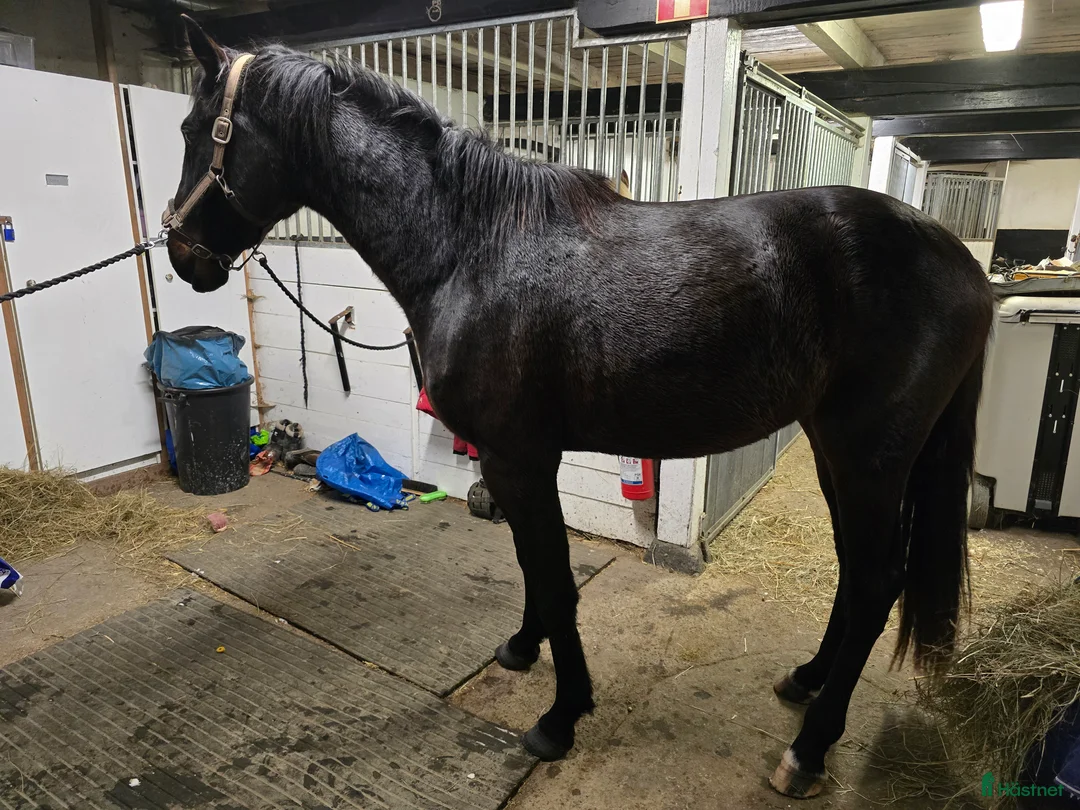 Allround hästar till salu: Ej påbörjad treåring i Örsundsbro - Annons 2