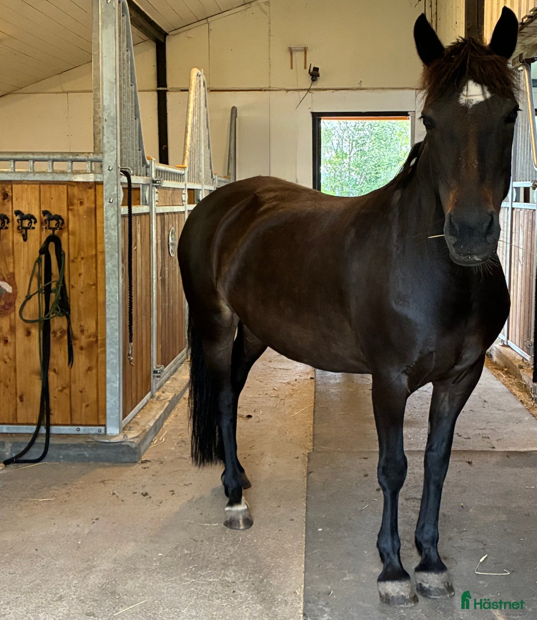 Allround hästar till salu: Underbart New Forest sto  i Biristrand - Annons 2