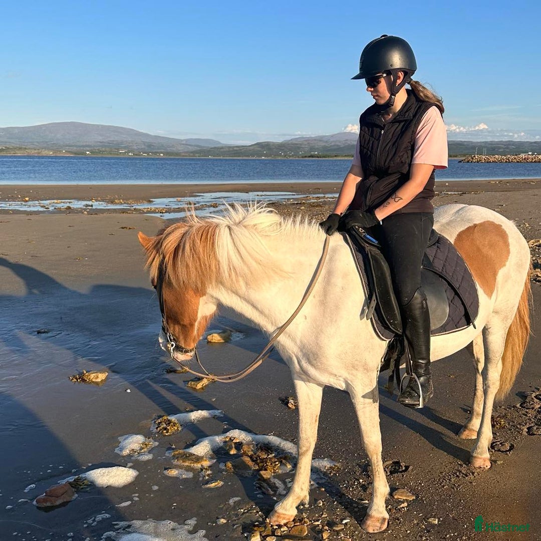  hästjobb finnes: hästskötare finnes i Bagarmossen - Annons 4