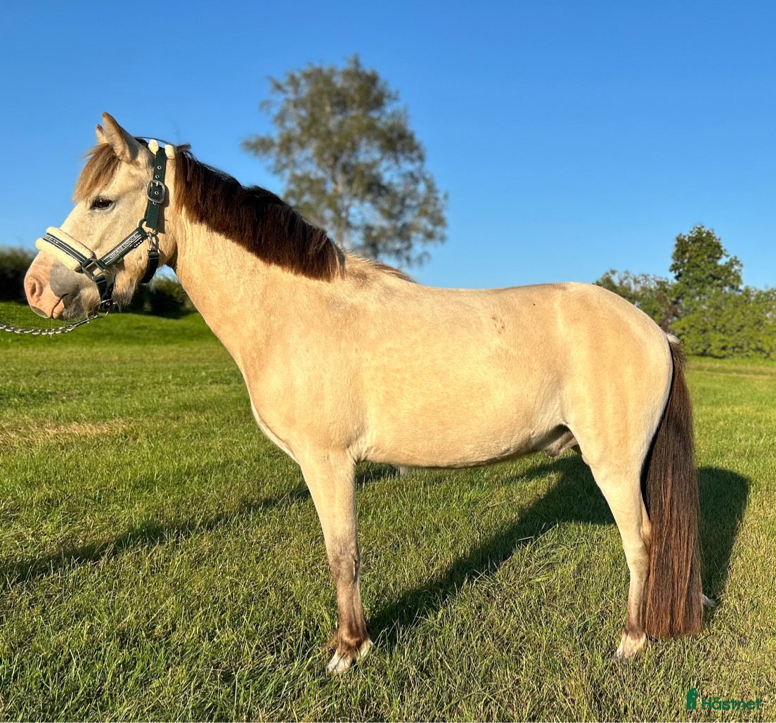  hästar Bästa vän till salu - Annons 11