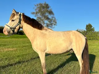 hästar Bästa vän till salu - Annons 11