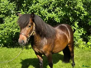 hästar Toppstammad travponny i Sollefteå - Annons 10